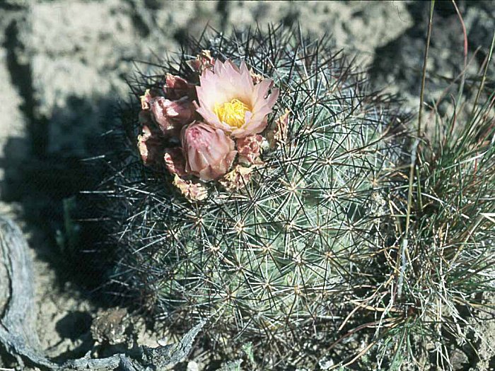 Pediocactus nigrispinus ssp.beastonii