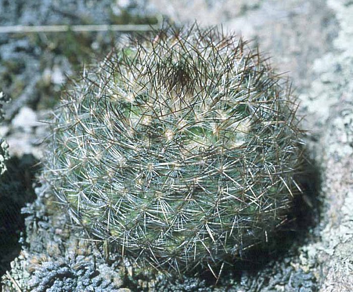 Pediocactus simpsonii ssp.bensonii